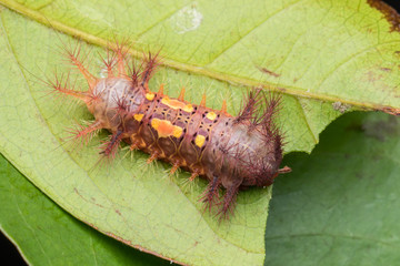 beautiful caterpillar on green leaves isolated on black