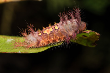 beautiful caterpillar on green leaves isolated on black