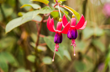 Macro with red flowers 2