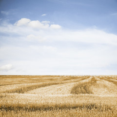 autumn fields