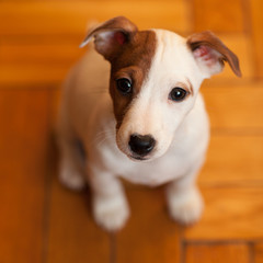 funny puppy Jack Russell Terrier with a spot on the muzzle