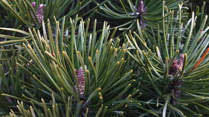 Fototapeta premium Pine tree branch with cones