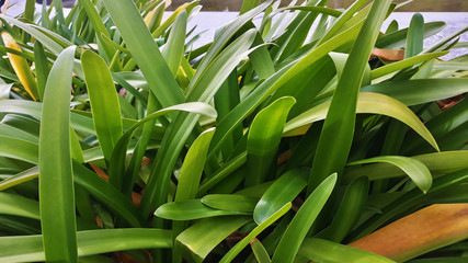 The green leaf behind the river
