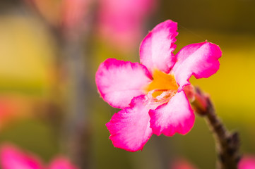 The colorful flowers