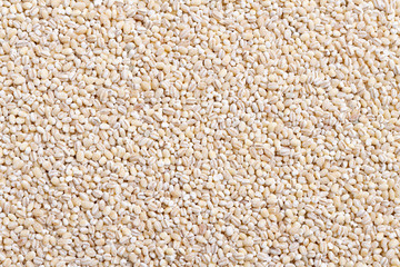 Barley Grain