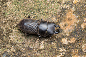 Macro image of wildlife stag beetle of Sabah, Borneo