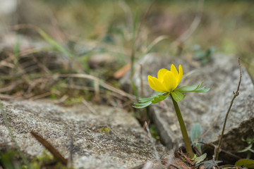 Winterlinge in voller Blühte