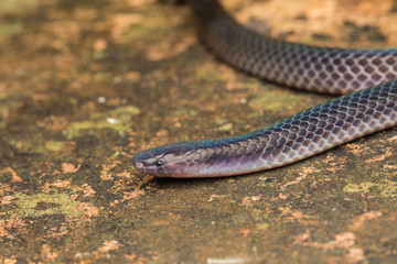 Detail Image of shiny Schmidt's Reed Snake from Borneo , Beautiful Snake