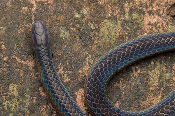 Detail Image of shiny Schmidt's Reed Snake from Borneo , Beautiful Snake