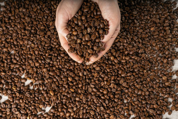 Coffee beans in hands. Hands take a handful of coffee beans from burlap bag.