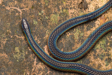 Detail Image of shiny Schmidt's Reed Snake from Borneo , Beautiful Snake