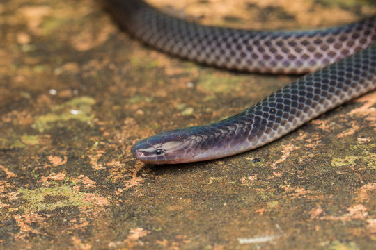 Detail Image of shiny Schmidt's Reed Snake from Borneo , Beautiful Snake