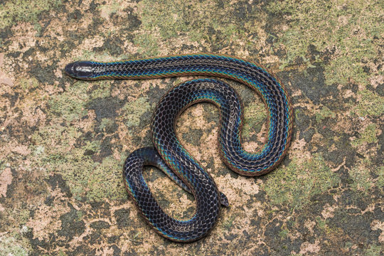 Detail Image of shiny Schmidt's Reed Snake from Borneo , Beautiful Snake