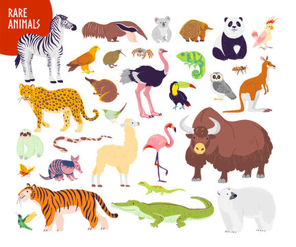 Vector collection of flat hand drawn rare wild animals isolated on white background: zebra, tiger, flamingo, echidna, yak, panda. For infographics, children alphabet, book illustration, card, banner.