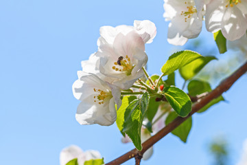Obraz premium Closeup of flowering apple tree in spring..