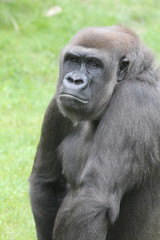 Gorilla
