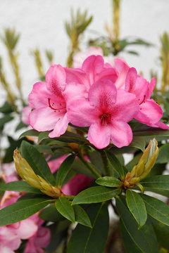Pink flowers of ornamental Rhododendron bush in a Scottish garden although Rhododendron ponticim is an unwelcome invasive species in Scotland UK