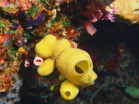 The amazing and mysterious underwater world of Indonesia, North Sulawesi, Bunaken Island, demosponge