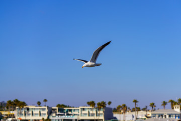 Birds during Winter in San Diego, California