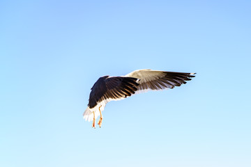 Birds during Winter in San Diego, California