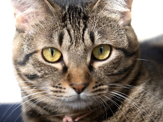 Fototapeta premium 飼い猫