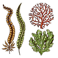 Seaweed isolated vector color sketch icon. Underwater flora, sea water seaweeds aquarium kelp and corals. Hand drawn design element for label, poster and restaurant menu design. 