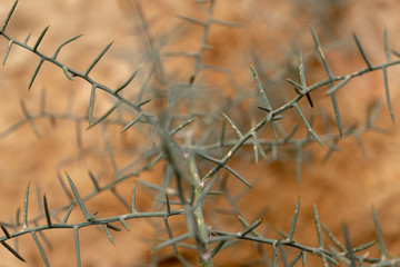 Closeup of dry grass