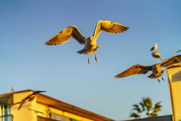 Birds during Winter in San Diego, California