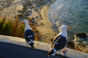 Birds during Winter in San Diego, California