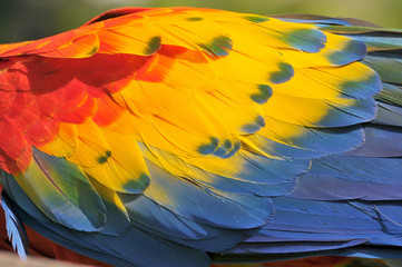 Obraz premium Close up of colorful Scarlet Macaw (Ara macao) a large red, yellow, and blue South American parrot, Guatemala.