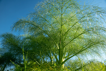 Closeup green plant