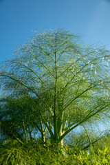Fototapeta premium Closeup green plant