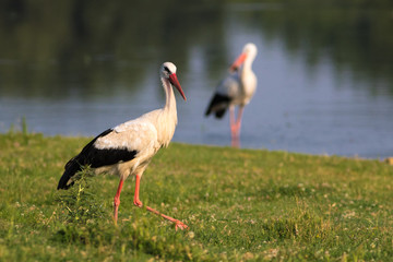 Two white storks hunting on the bog