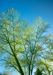 Fototapeta premium Closeup green plant