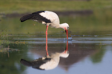 White Ciconia ciconia stork hunting