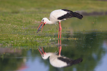 Fototapeta premium White stork, Ciconia ciconia is eating a catfish