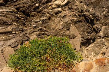 Italy, Cinque Terre, Manarola, a close up of a rock