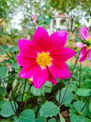 Beautiful and shining pink flower