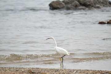 海辺の白鷺
