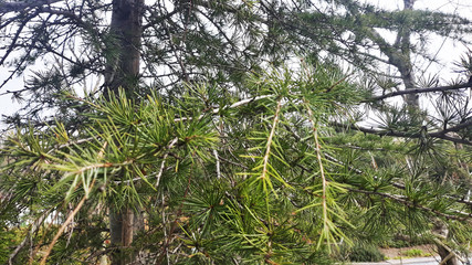 Pine tree branches in the park