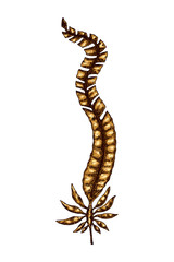 Seaweed isolated vector color sketch icon. Underwater flora, sea water seaweeds aquarium kelp and corals. Hand drawn design element for label, poster and restaurant menu design. 