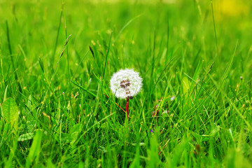 Photo of yellow dandelion flowers close-up on natural blurred background.