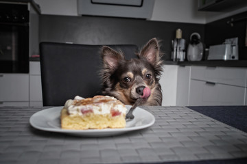 Hund steht sitzt am tisch und starrt auf kuchen auf teller mit gabel und leckt sich das maul