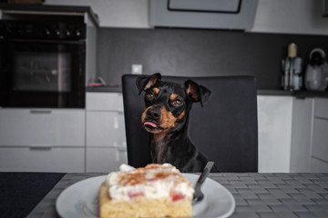 Hund steht sitzt am tisch und starrt auf kuchen auf teller mit gabel und leckt sich das maul