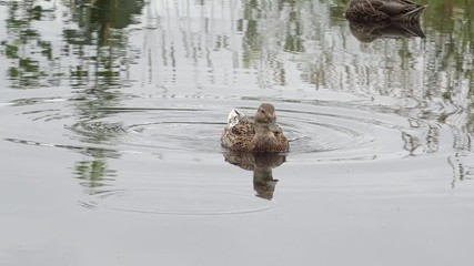 mallard swimming in the pond