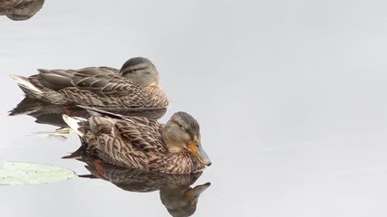 mallard swimming in the pond