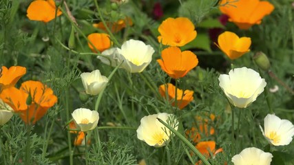 summer flowers in the nature