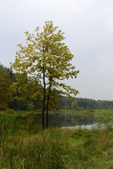 Fototapeta na wymiar The Meshchersky pond in Park of Moscow