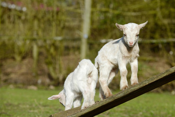 goat kid standing on wooden scaffolding