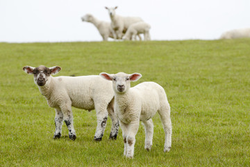 Obraz premium lamb standing on meadow